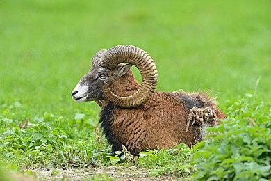 《装甲核心6》战斗探索和魂类游戏不同 有自己的特色